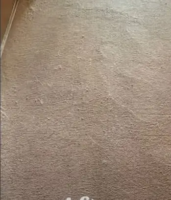Carpet restoration cleaning - After